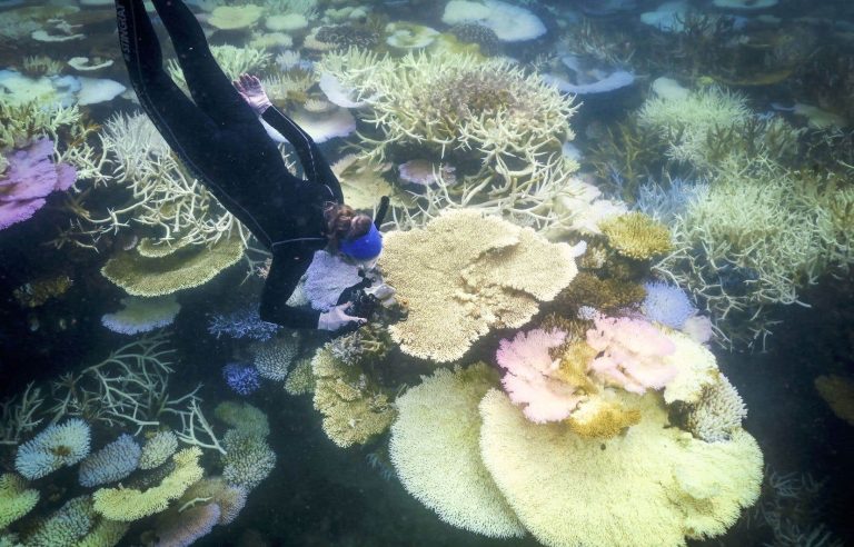 Australia: the Great Barrier Reef hit by the worst bleaching episode ever observed