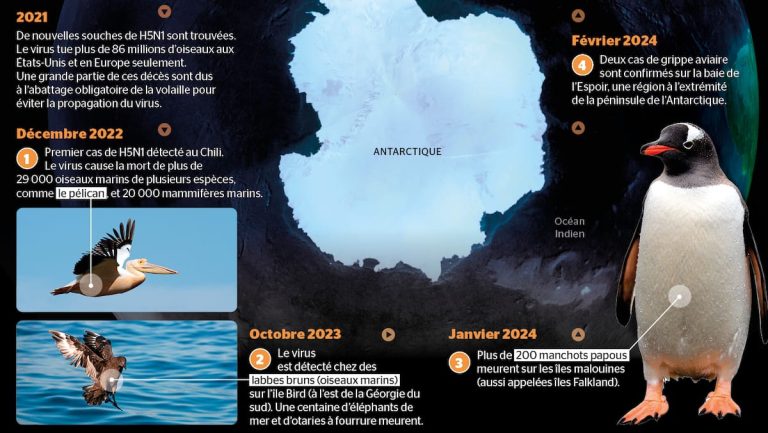 Avian flu… in Antarctica