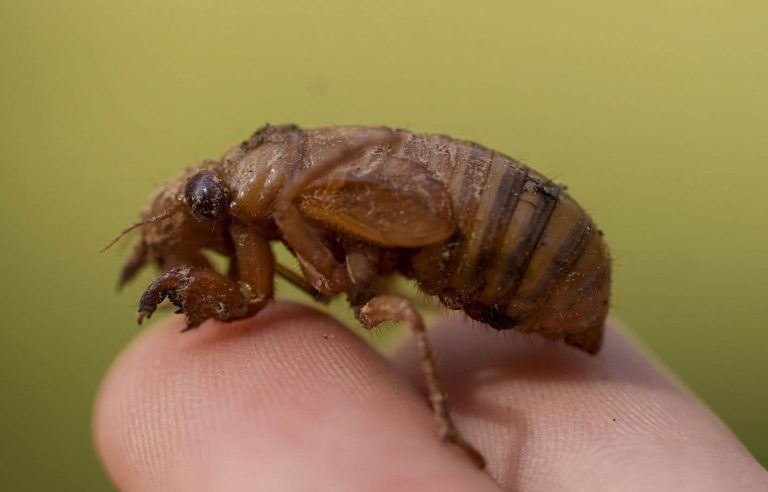 Billions of cicadas expected in the United States