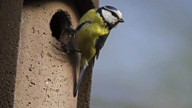 Birds also make symbolic gestures