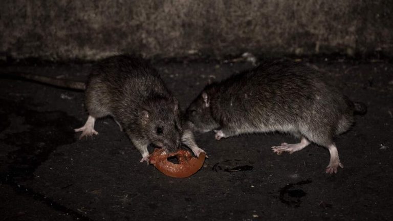 Birth control pills to curb New York’s rat infestation?