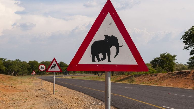 Botswana threatens to offer 20,000 elephants to Germany to illustrate the difficulty of cohabiting with the pachyderm