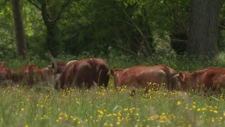 Bovine transhumance: cows by boat