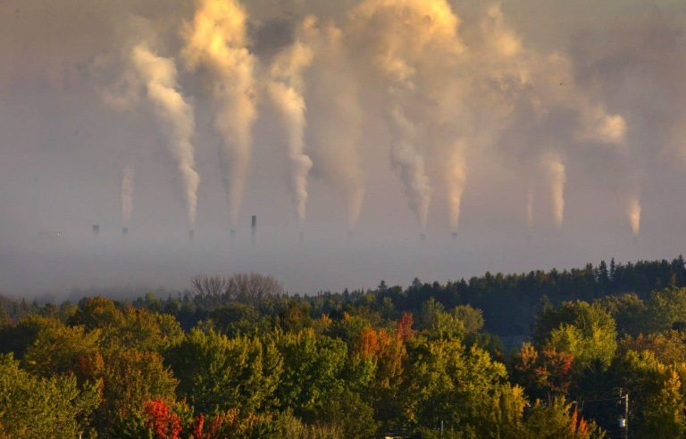 Carbon credit projects by planting trees that are slow to come out of the ground