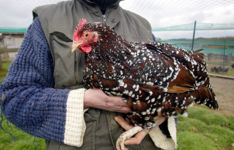 Chickens blush based on their emotions