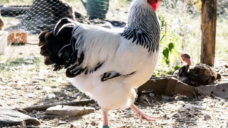 Chickens blush based on their emotions, study reveals