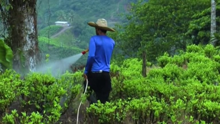 Colombia: the Micay canyon, fertile territory of cocaine