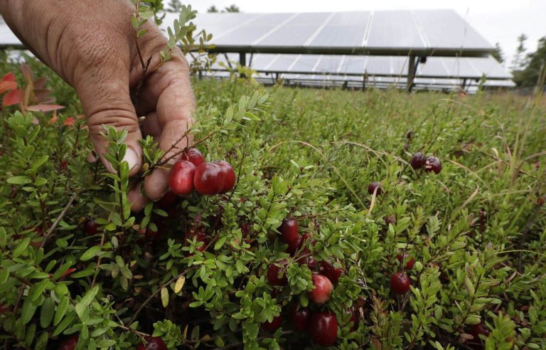 Cranberry consumption and its positive impact on the composition of the intestinal microbiota