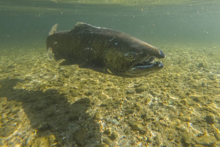 Decline of the species in California |  Salmon fishing banned for a second consecutive year