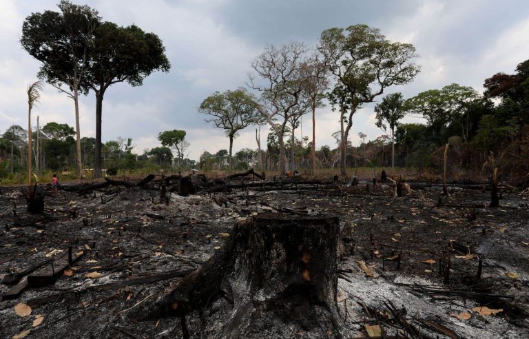 Despite progress in Brazil, forest destruction at ‘stubbornly high’ levels