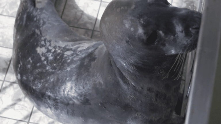 Ecomare hospital, a refuge for injured seals