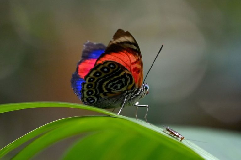 Ecuador’s butterflies, winged jewels and thermometers of climate change