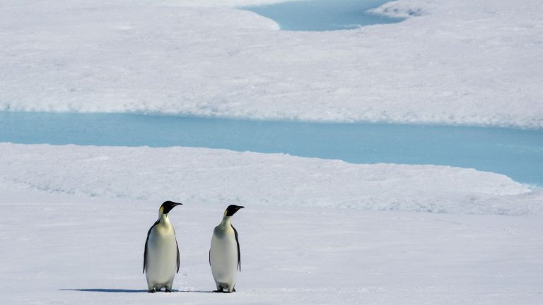 Emperor penguin chicks victims of record melting of Antarctic sea ice for the second year in a row