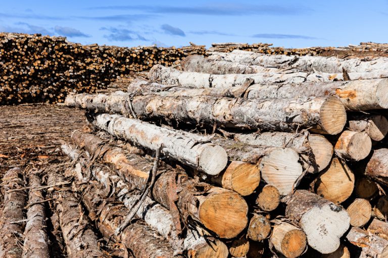 Forestry sector in Canada |  Groups call for better measurement of carbon emissions