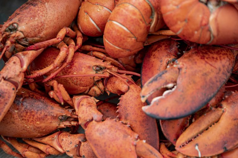 Gaspésie |  The lobster fishing season has started and promises to be abundant