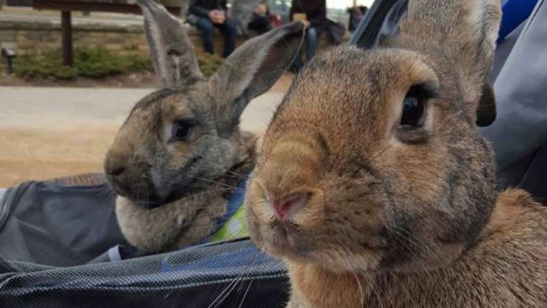 Giving a rabbit for Easter: “We don’t realize how much care it requires”