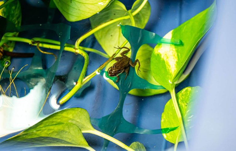 Helping a star tree frog