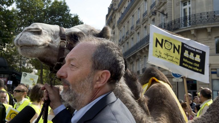 In Paris, a controversy over a parade of camelids around the Eiffel Tower