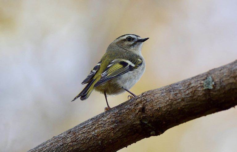 In “The Lost Songs of Nature”, Michel Leboeuf describes the soundscape of Quebec