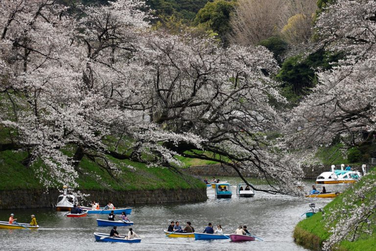 Japan |  In Tokyo, crowds swoon under the cherry blossoms