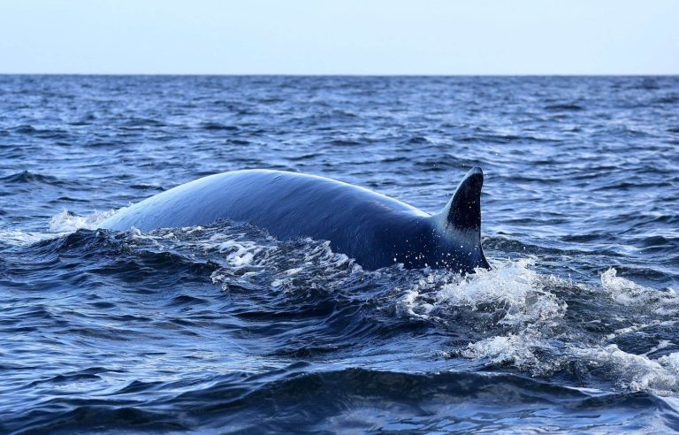 Japan launches new boat to skin whales at sea