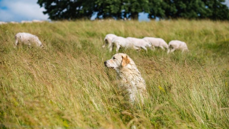 Killing “stray, wandering or malicious” dogs is authorized in five municipalities in Aveyron