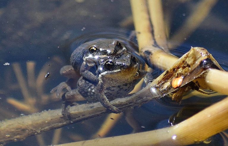 Longueuil does not have authorization to finish the street which destroys tree frog habitat