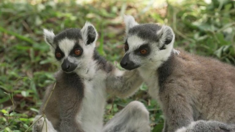 Madagascar: the lemur park