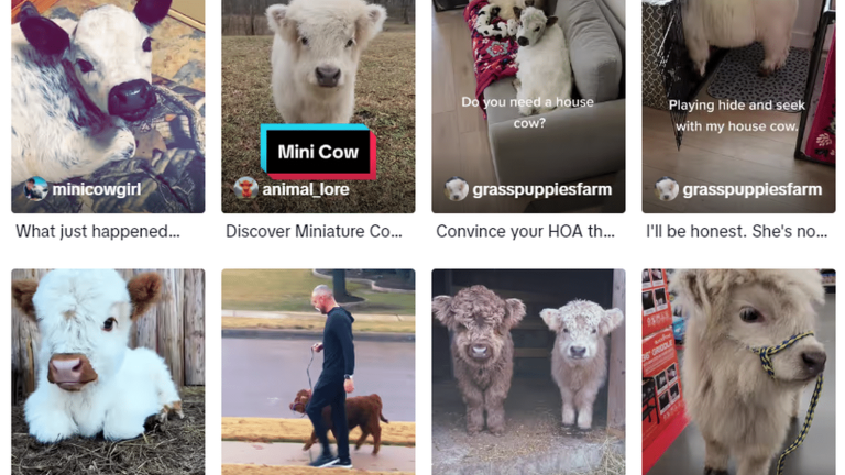 “Mini-cows”, miniature donkeys and dwarf pigs… Why animal protection associations are worried about this new trend on social networks