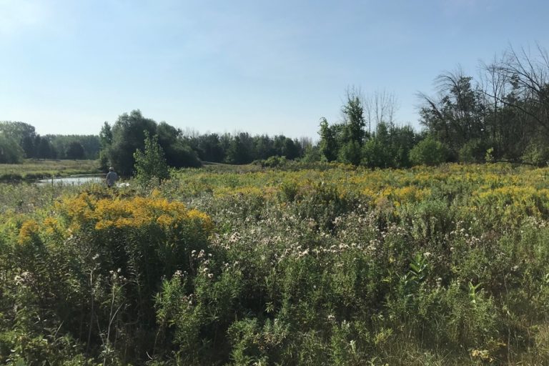 Montreal |  Native plant seeds distributed to protect pollinators