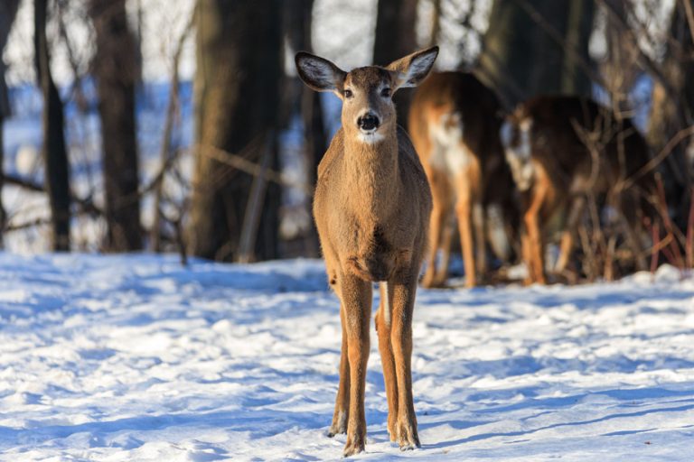 Montreal will shoot down nearly 150 white-tailed deer