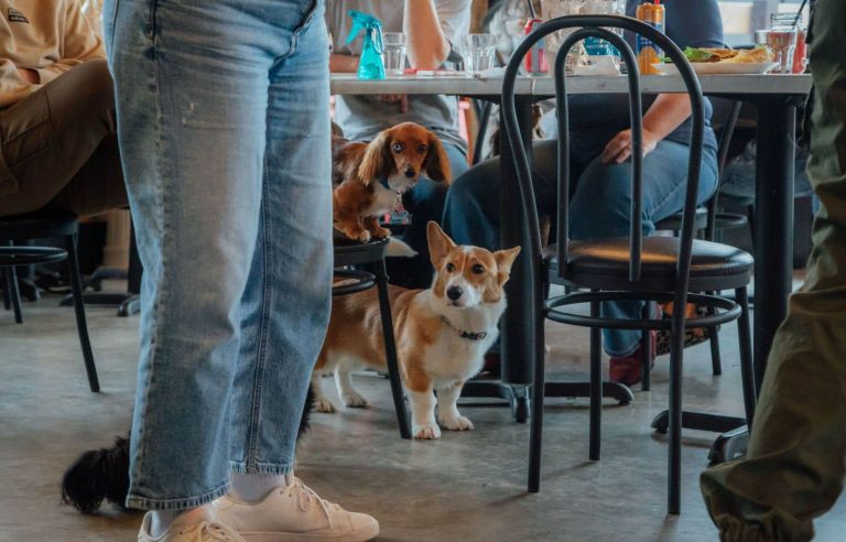 Obstacles remain numerous for dog cafes