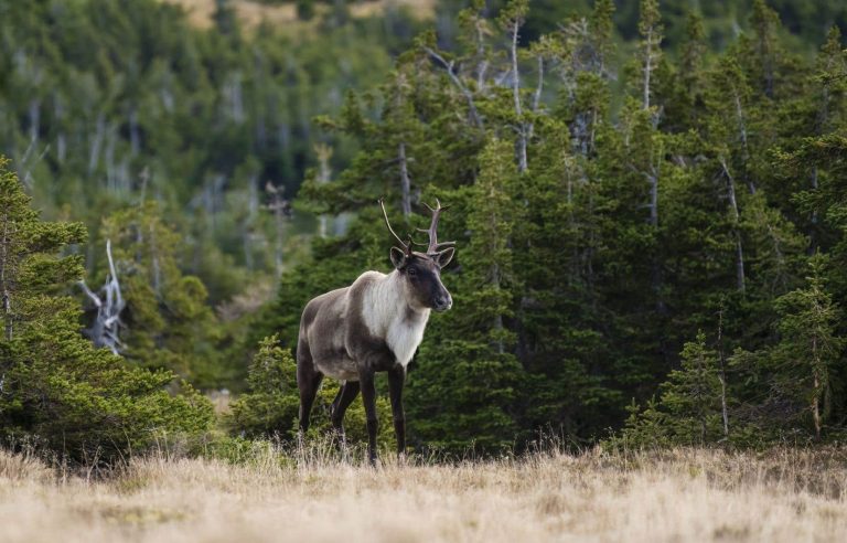 Ottawa must “fund part” of the caribou strategy, says Quebec