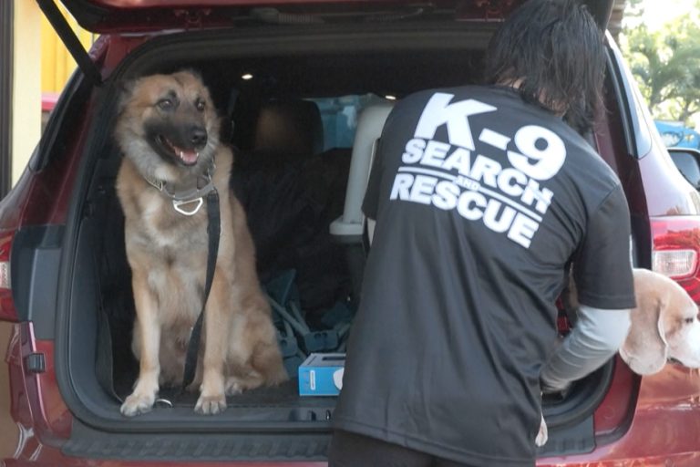 Philippines |  Pet dogs trained in search and rescue