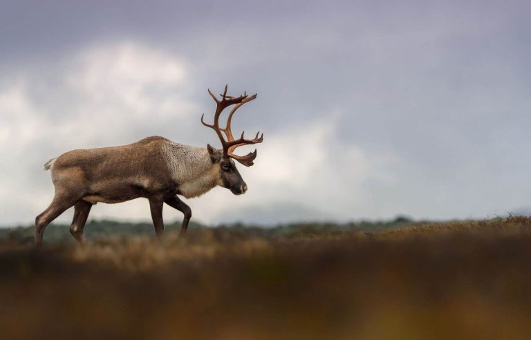 Quebec wants to maintain industrial activities in caribou habitats