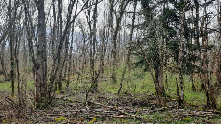 REPORTING.  French forests victims of a “silent storm” due to global warming