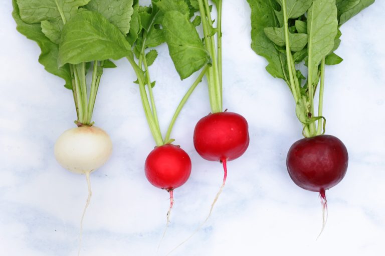 Radish |  Roots of all colors