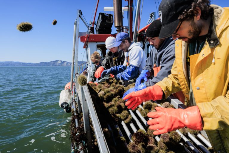 Sea urchin fishing |  “I like the feeling of picking with my hands”