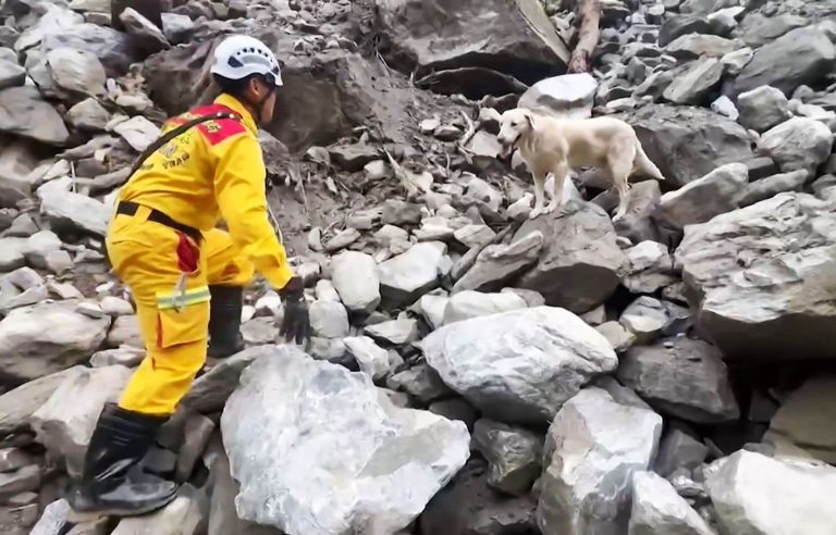 Searching for victims in Taiwan, rescue dogs win hearts