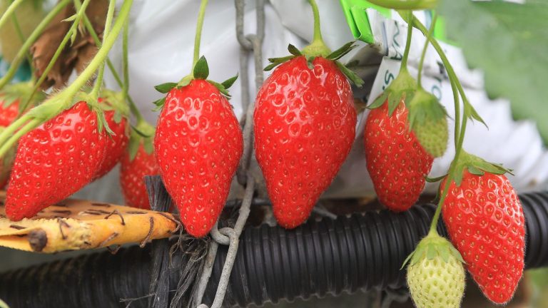 Strawberries under Label Rouge or IGP as a guarantee of excellence