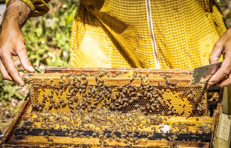 The 2024 season promises to be difficult for beekeepers