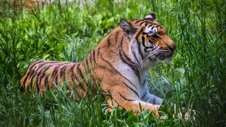 The Javan tiger: the new one "Undead" of evolution