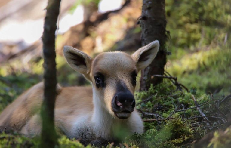 The Legault government will announce elements of its woodland caribou protection strategy