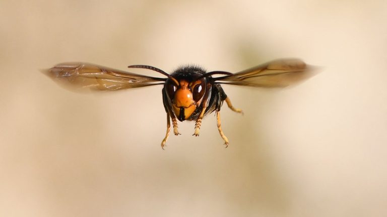 The Senate votes for a national plan against the Asian hornet “which involves all the players”, including individuals