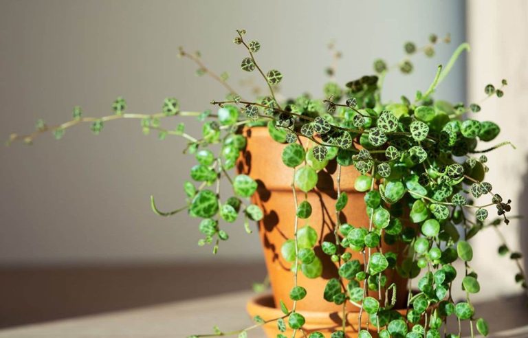 The enchanting world of mini plants |  The duty