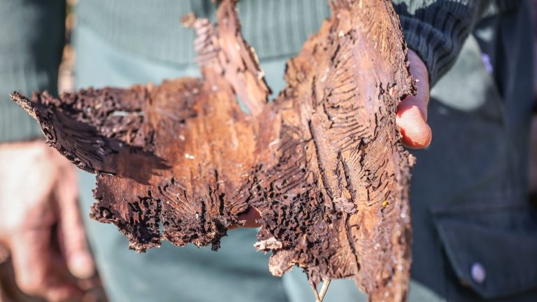 The government presents a national plan to better promote wood eaten away by bark beetles