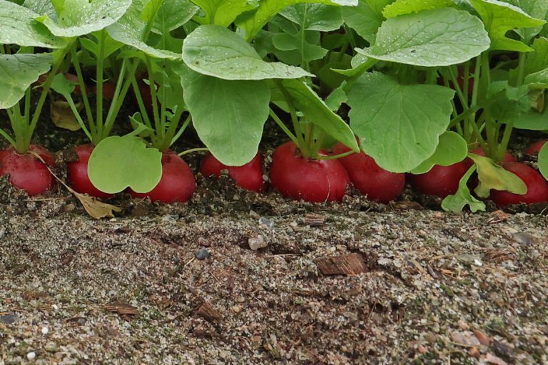 The greenhouse radish seduction operation