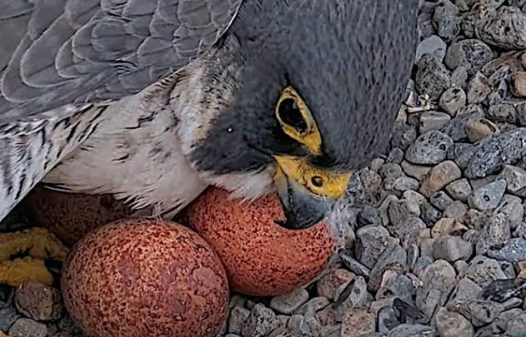 The pair of peregrine falcons at UdeM laid four eggs