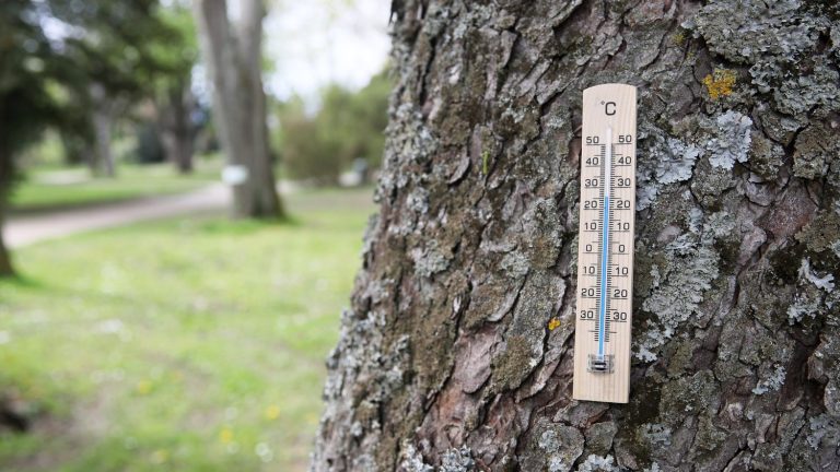 “The risk of disease” on crops will “be very significant in the coming days”, explains an agro-climatologist