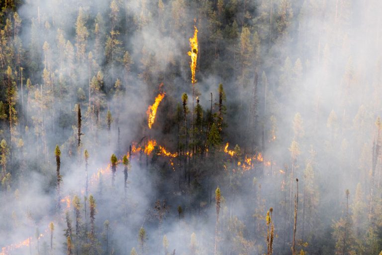 Demystifying science |  Genetically modified trees against fires